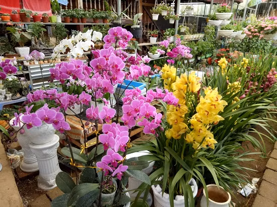 Chủ nhân của vườn hoa tết này là chị Lường Thị Thanh Huyền, ở tổ 4, (phường Tô Hiệu, thành phố Sơn La, tỉnh Sơn La). Từ sở thích, đam mê với hoa, năm 2013, chị Huyền đã bỏ vốn xây dựng nhà giàn rộng chừng 500 m2 để trồng, có có máy che, giàn treo hoa để trưng bày hoa. Chị đặt tên cho vườn hoa của mình là vườn hoa Bảo Trâm. Chủ nhân của vườn hoa tết này là chị Lường Thị Thanh Huyền, ở tổ 4, (phường Tô Hiệu, thành phố Sơn La, tỉnh Sơn La). Từ sở thích, đam mê với hoa, năm 2013, chị Huyền đã bỏ vốn xây dựng nhà giàn rộng chừng 500 m2 để trồng, có có máy che, giàn treo hoa để trưng bày hoa. Chị đặt tên cho vườn hoa của mình là vườn hoa Bảo Trâm.