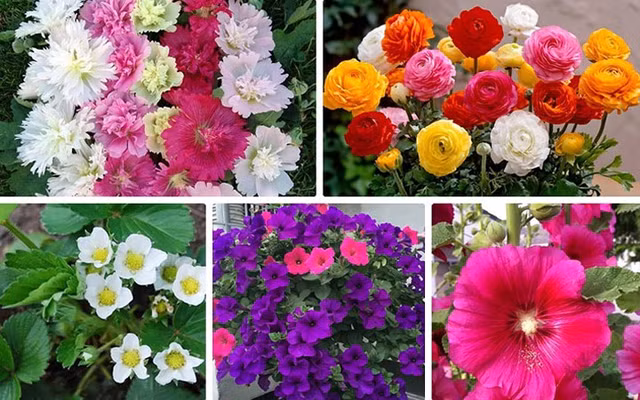 Thị trường hoa Tết năm nay có nhiều loại hoa lạ, đẹp mắt, giá lại phải chăng, trong đó có hoa dạ yến thảo, mãn đình hồng, mao lương, dây tây... Thị trường hoa Tết năm nay có nhiều loại hoa lạ, đẹp mắt, giá lại phải chăng, trong đó có hoa dạ yến thảo, mãn đình hồng, mao lương, dây tây...