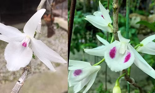 Hoa của giỏ hoa lan phi điệp đột biến (trái) với hoa của hoa lan phi điệp thông thường (phải). (Ảnh: V.T) Hoa của giỏ hoa lan phi điệp đột biến (trái) với hoa của hoa lan phi điệp thông thường (phải). (Ảnh: V.T)