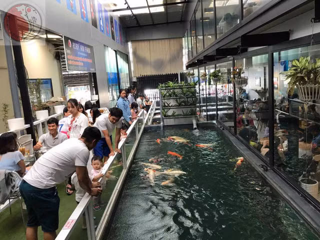 Bể cá Koi đẹp mê hồn của chàng trai phố Núi - Hình 3 Be ca Koi dep me hon cua chang trai pho Nui-Hinh-3