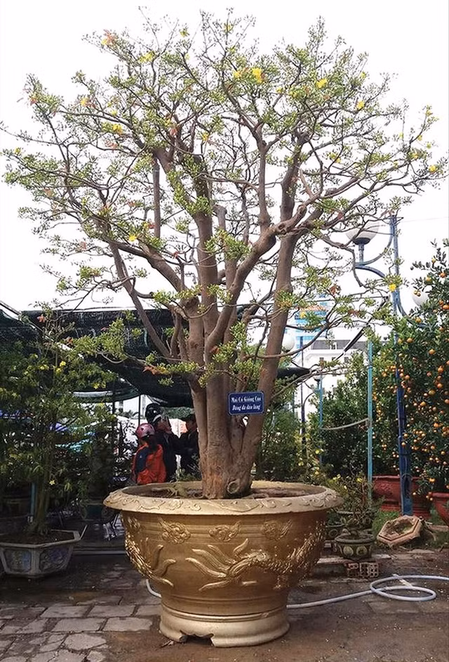 Gốc mai 100 tuổi với giá 3 tỷ đồng. Gốc mai 100 tuổi với giá 3 tỷ đồng.