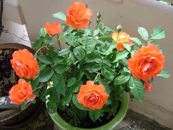 Bí kíp trồng hoa hồng bằng cành nhanh, gọn mà cây vẫn ra hoa to - Hình 2 Bi kip trong hoa hong bang canh nhanh, gon ma cay van ra hoa to-Hinh-2