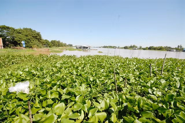 "Tay chơi" U70 chi tiền dụ đàn cá tra quý hiếm về để ngắm - Hình 2 Vùng nuôi cá tra thiên nhiên của ông Cường nằm cặp bờ sông Vĩnh Ngươn (thuộc một nhánh của sông Hậu).