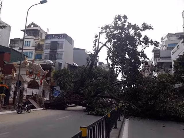 Hà Nội: Cây cổ thụ bật gốc, người đi đường hoảng loạn - Hình 3 Ha Noi: Cay co thu bat goc, nguoi di duong hoang loan-Hinh-3