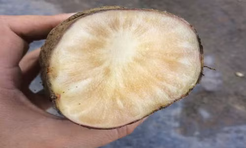 Bất ngờ củ sâm 2kg rẻ như khoai: Nấu canh xương cả nhà tẩm bổ Bat ngo cu sam 2kg re nhu khoai: Nau canh xuong ca nha tam bo