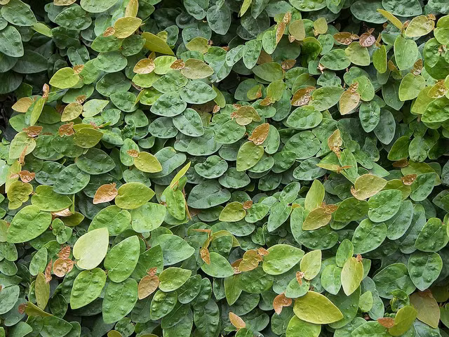 Lạ lùng loài cây mang tên động vật, trồng nhiều ở Việt Nam - Hình 3 La lung loai cay mang ten dong vat, trong nhieu o Viet Nam-Hinh-3