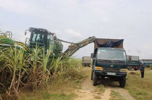 Máy thu hoạch mía đang giúp nông dân Ninh Hòa giảm chi phí, tăng thu nhập đáng kể. Ảnh: C.T Máy thu hoạch mía đang giúp nông dân Ninh Hòa giảm chi phí, tăng thu nhập đáng kể. Ảnh: C.T