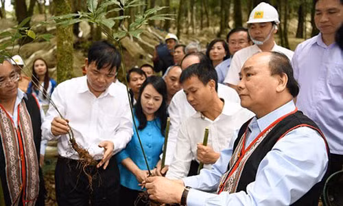 Thủ tướng thăm mô hình sản xuất sâm Ngọc Linh quy mô lớn tại Kon Tum Thu tuong tham mo hinh san xuat sam Ngoc Linh quy mo lon tai Kon Tum