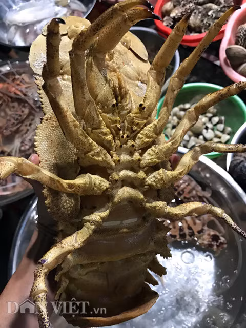 Loài tôm đặc biệt này có giá hơn nửa chỉ vàng - Hình 4 Loai tom dac biet nay co gia hon nua chi vang-Hinh-4