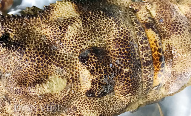 Loài tôm đặc biệt này có giá hơn nửa chỉ vàng - Hình 3 Loai tom dac biet nay co gia hon nua chi vang-Hinh-3