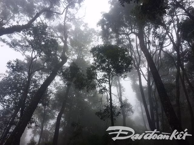 Khám phá cây pơ mu “khủng” gần 1000 năm tuổi - Hình 2 Kham pha cay po mu “khung” gan 1000 nam tuoi-Hinh-2