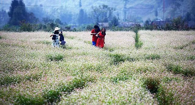 Những cánh đồng hoa tam giác mạch trải dài ngút tầm mắt khiến du khách đắm chìm trong cảnh sắc thiên đường nơi hạ giới. Những cánh đồng hoa tam giác mạch trải dài ngút tầm mắt khiến du khách đắm chìm trong cảnh sắc thiên đường nơi hạ giới.