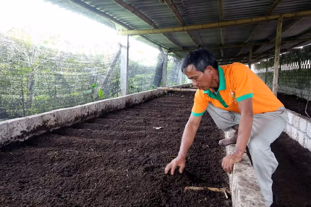 Gà, lợn giun quế: Hàng hiếm một thời tràn ra thị trường giá rẻ - Hình 3 Ga, lon giun que: Hang hiem mot thoi tran ra thi truong gia re-Hinh-3