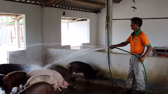 Gà, lợn giun quế: Hàng hiếm một thời tràn ra thị trường giá rẻ - Hình 2 Ga, lon giun que: Hang hiem mot thoi tran ra thi truong gia re-Hinh-2