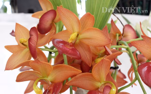 Chiem nguong nam rung khung, ca dua dac san o cho phien nong san-Hinh-10