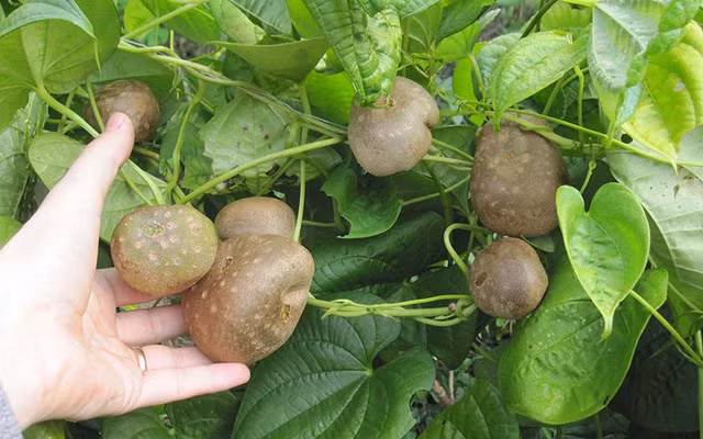 Ven man bi mat mau sac di cua cac loai khoai tay-Hinh-11