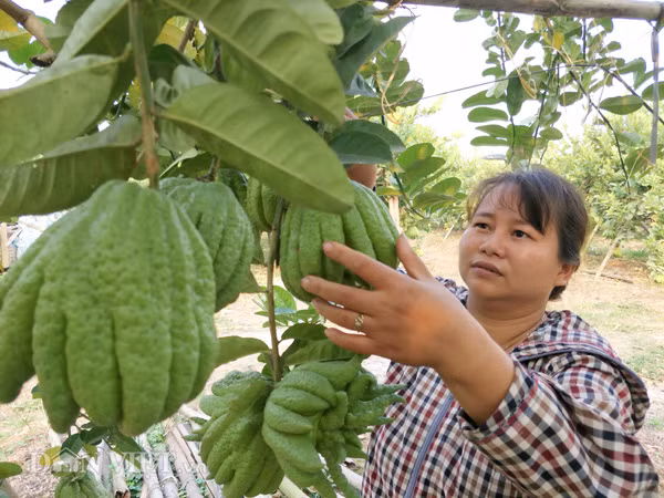 Bà Tình đang chăm sóc phật thủ để chuẩn bị cắt bán cho khách vào dịp Tết Nguyên Đán 2018. Bà Tình đang chăm sóc phật thủ để chuẩn bị cắt bán cho khách vào dịp Tết Nguyên Đán 2018.