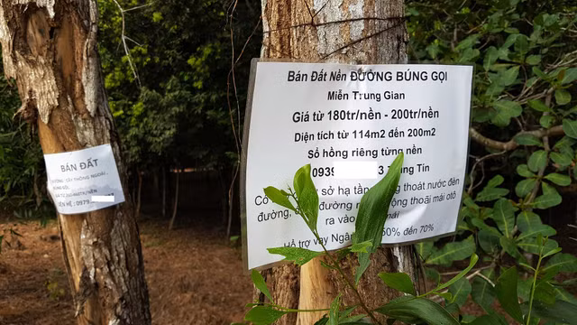 Ở Phú Quốc, khi gọi vào các số điện thoại trên bảng rao bán đất như thế này, khách sẽ gặp cò đất, thay vì chính chủ.