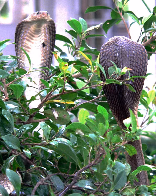 Rắn hổ mèo.