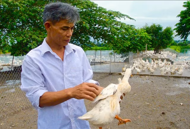 "Chúa vịt" đất Bắc sản xuất trứng sạch: Mỗi ngày nhặt... cả tải tiền - Hình 2 "Chua vit" dat Bac san xuat trung sach: Moi ngay nhat... ca tai tien-Hinh-2