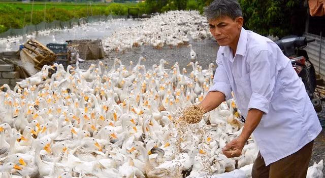 "Chúa vịt" đất Bắc sản xuất trứng sạch: Mỗi ngày nhặt... cả tải tiền "Chua vit" dat Bac san xuat trung sach: Moi ngay nhat... ca tai tien
