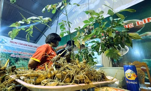 Sâm Ngọc Linh quý nhất thế giới “đẻ ra vàng” như thế nào? - Hình 3 Sam Ngoc Linh quy nhat the gioi “de ra vang” nhu the nao?-Hinh-3