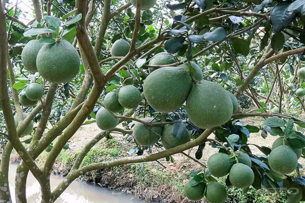 Phục lăn: Xây được “biệt phủ” từ trồng bưởi da xanh - Hình 4 Phuc lan: Xay duoc “biet phu” tu trong buoi da xanh-Hinh-4
