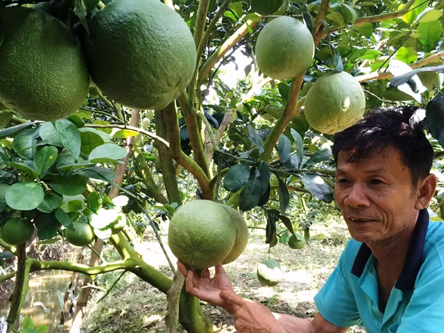 Phục lăn: Xây được “biệt phủ” từ trồng bưởi da xanh - Hình 3 Phuc lan: Xay duoc “biet phu” tu trong buoi da xanh-Hinh-3