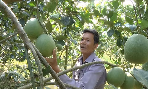 Phục lăn: Xây được “biệt phủ” từ trồng bưởi da xanh - Hình 2 Phuc lan: Xay duoc “biet phu” tu trong buoi da xanh-Hinh-2