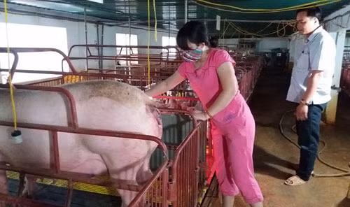 Vợ chồng anh Đỗ Văn Dũng trong trang trại chăn nuôi của gia đình. Ảnh: Nguyễn Thiêm Vợ chồng anh Đỗ Văn Dũng trong trang trại chăn nuôi của gia đình. Ảnh: Nguyễn Thiêm