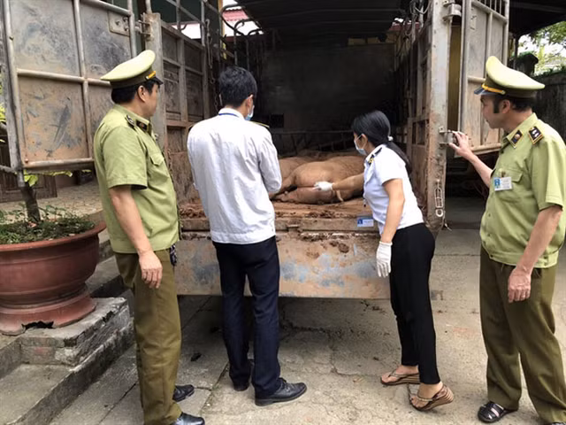 Cơ quan chức năng liên tục bắt giữ các vụ nhập lậu thịt lợn Trung Quốc về Việt Nam (ảnh: ANTĐ)