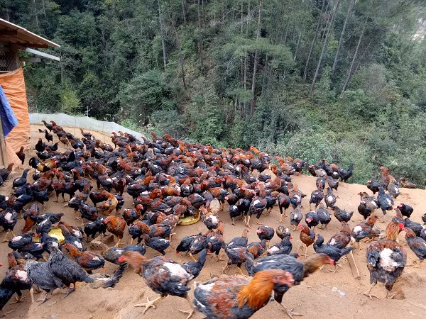 Khu nuôi gà của ông Hua năm trong một khu rừng nhỏ ven suối, cách biệt với khu dân cư bên ngoài nên gà ít dịch bệnh