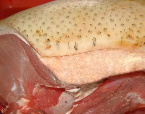 Thịt lợn mán có lông da 3 lỗ là đặc điểm nổi bật khiến người tiêu dùng dễ bị đánh lừa. Thịt lợn mán có lông da 3 lỗ là đặc điểm nổi bật khiến người tiêu dùng dễ bị đánh lừa.
