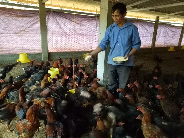 Đàn gà của ông Hua rất háu ăn.
