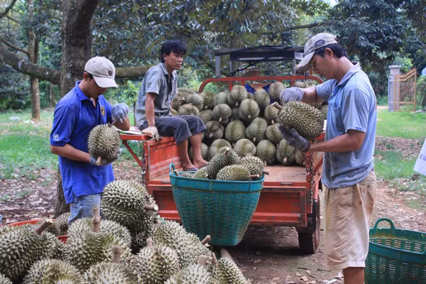 Vựa trái cây Cái Mơn thu hút du khách với đủ các loại cây trái ngon ngọt từ sầu riêng đến chôm chôm, xoài... Ảnh: Gody. Vựa trái cây Cái Mơn thu hút du khách với đủ các loại cây trái ngon ngọt từ sầu riêng đến chôm chôm, xoài... Ảnh: Gody.
