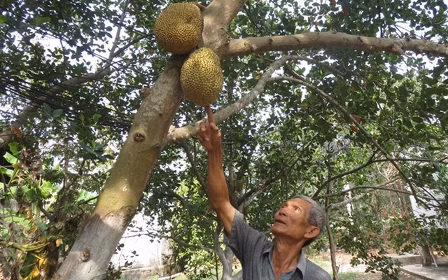 Giống mít không hạt của ông Út Mẫn có thể đạt trọng lượng 20kg/trái. Khi bổ, quả mít không có mủ, múi và xơ đều có màu vàng rất đẹp mắt và đều ăn được với vị ngọt thanh. Ảnh: Blogspot.