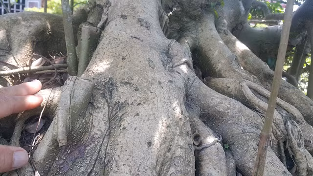 Thân bệ lên màu đồng, đặc trưng của sanh nam điền khi có tuổi.