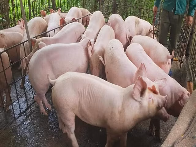 Trung Quốc phát hiện 4 ổ dịch, Việt Nam ra công điện khẩn Trung Quoc phat hien 4 o dich, Viet Nam ra cong dien khan