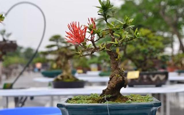 Bộ sưu tập bonsai mẫu đơn độc lạ, đẹp hút mắt Bo suu tap bonsai mau don doc la, dep hut mat
