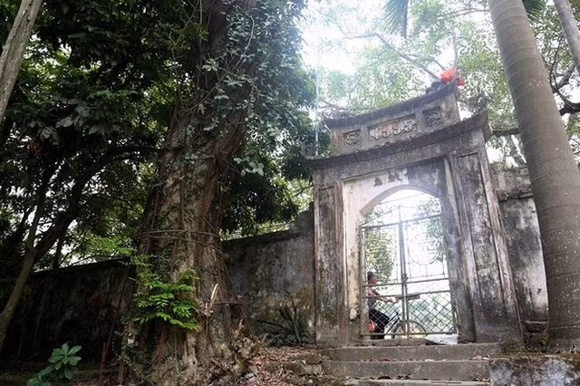 3 cây sưa tiền tỷ nổi tiếng ở Việt Nam 3 cay sua tien ty noi tieng o Viet Nam