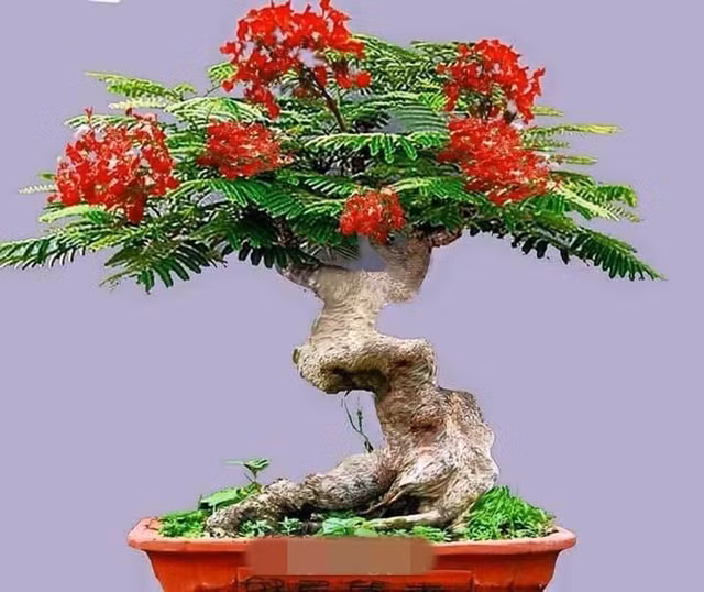 Chậu bonsai hoa phượng đỏ sở hữu thân gồ ghề, mang tính thẩm mỹ cao. Ảnh: FB ông già hải phòng.