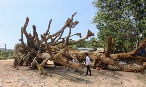 Số cây cổ thụ "khủng" đang bị Kiểm lâm Thừa Thiên - Huế tạm giữ. Số cây cổ thụ "khủng" đang bị Kiểm lâm Thừa Thiên - Huế tạm giữ.
