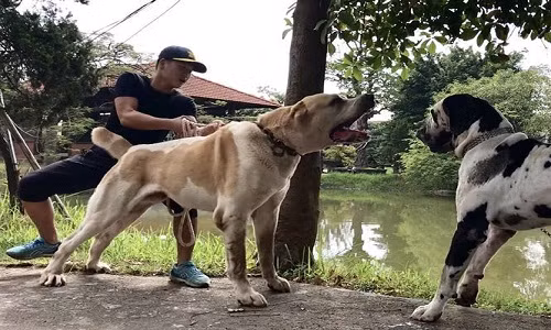 Thú chơi "siêu khuyển" khổng lồ của người Hà Nội Thu choi