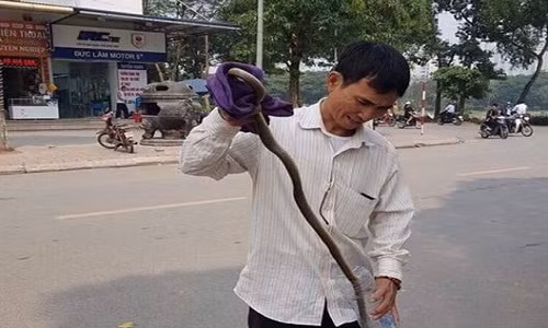 Con rắn được ông Lai bắt được. Ảnh Faceboook Con rắn được ông Lai bắt được. Ảnh Faceboook