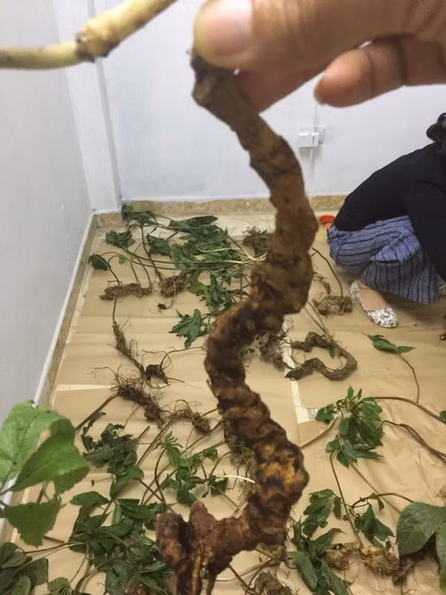 Choáng bộ sưu tập nhân sâm quý giá tiền tỷ của đại gia Hà thành - Hình 13 Choang bo suu tap nhan sam quy gia tien ty cua dai gia Ha thanh-Hinh-13