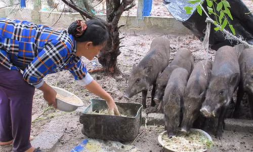 Lam giau o nong thon: Tha heo ban tren cat, cu nuoi la "phat"