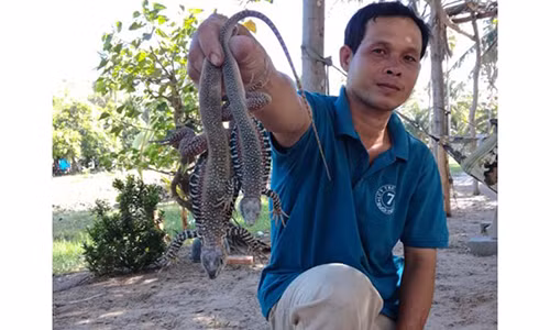 Đặc sản thịt dông "cháy hàng", các resort tranh nhau mua Dac san thit dong "chay hang", cac resort tranh nhau mua