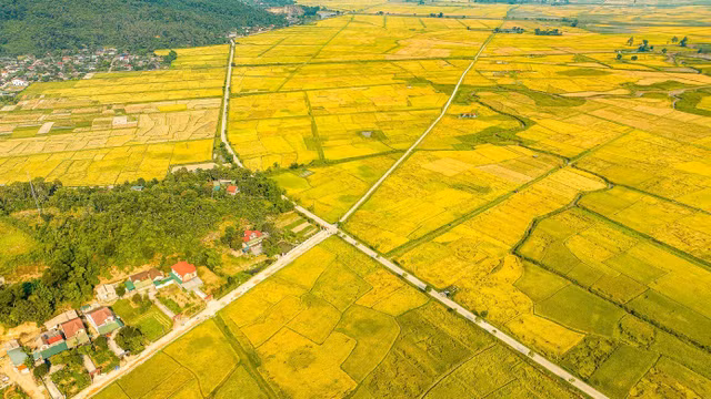 Những cánh đồng vàng ruộm đã đưa Việt Nam từ đất nước đói nghèo đến cường quốc xuất khẩu gạo. Ảnh: Cảnh Huệ.
