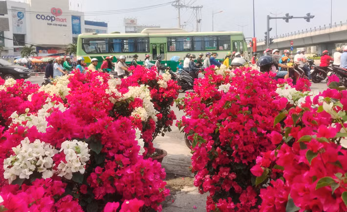 Đủ loại hoa với nhiều màu sắc làm rạng rỡ đường phố trong những ngày đầu xuân.