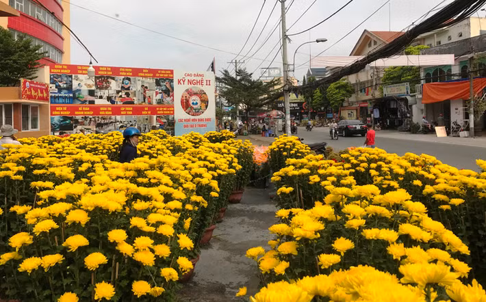 Hoa ngập tràn trên đường nhưng vắng bóng người mua.